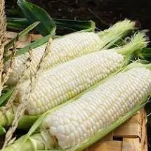 1/2# Corn - Silver Queen Hybrid Non-GMO Vegetable Seed