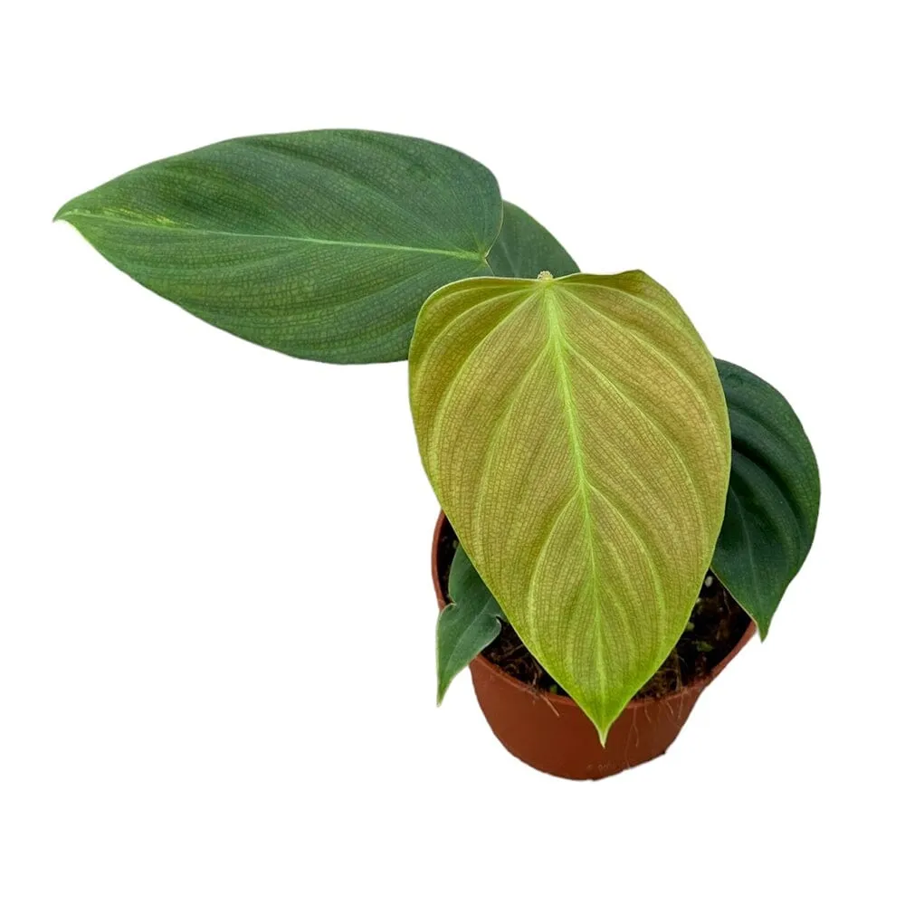15 cm  Philodendron Nangaritense House Plant 10,5 cm Pot