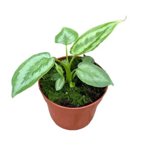 15cm Schismatoglottis Calyptrata House Plant 10,5 cm Pot