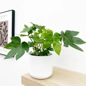 20 - 30cm Fatsia Japonica 12cm Pot House Plant