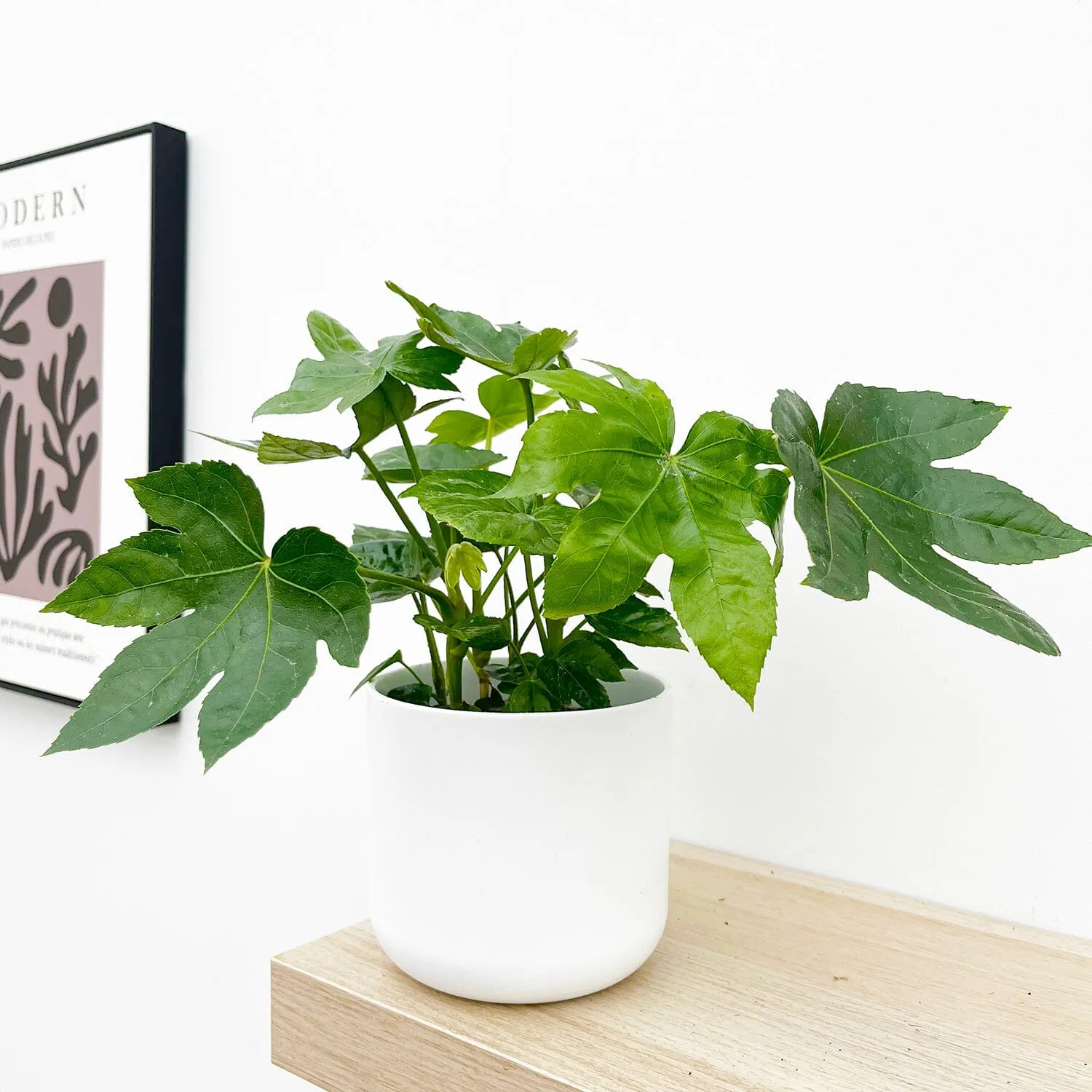 20 - 30cm Fatsia Japonica 12cm Pot House Plant