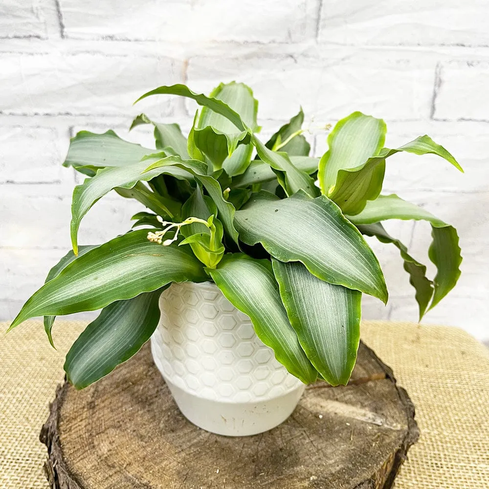 20 - 30cm Murdannia Loriformis Bright Star 12cm Pot House Plant