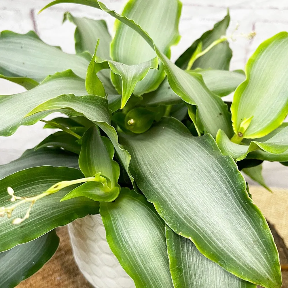 20 - 30cm Murdannia Loriformis Bright Star 12cm Pot House Plant