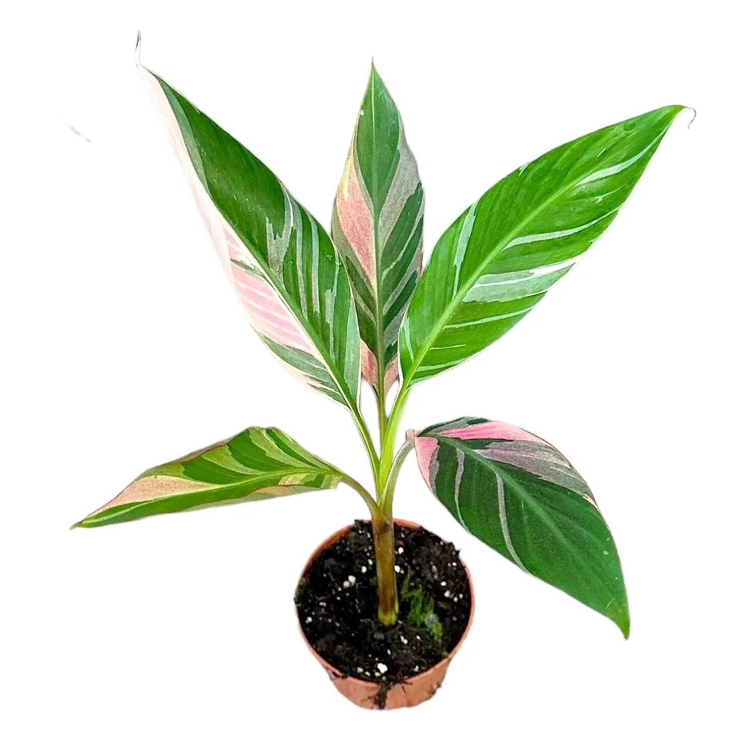 25cm Musa Nono House Plant 10,5cm Pot