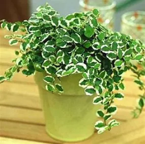4" Variegated Creeping Fig