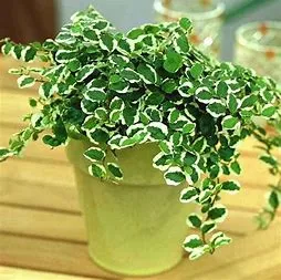 4" Variegated Creeping Fig