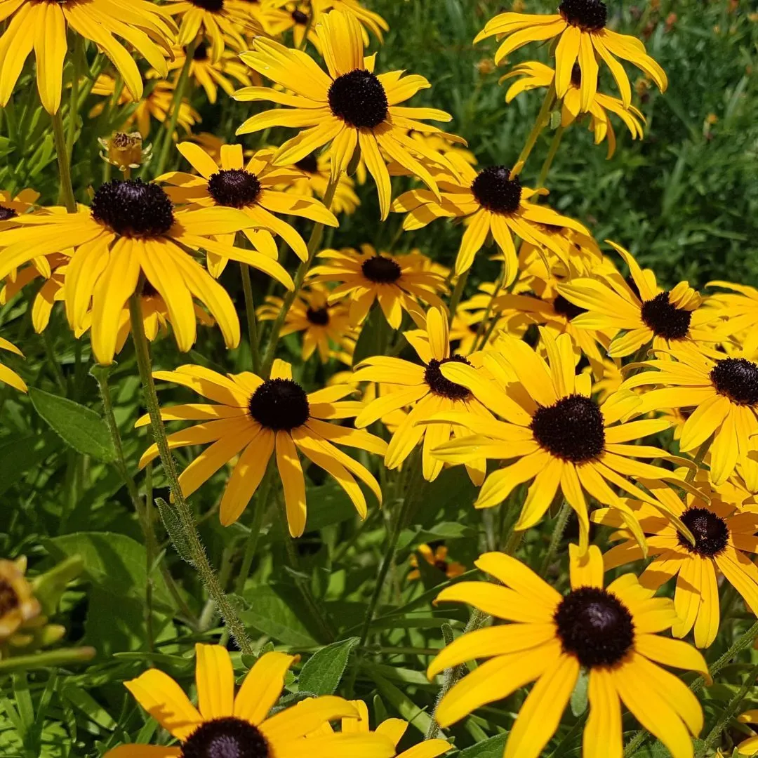 Black Eyed Susan (Rudbeckia hirta) (Seeds)