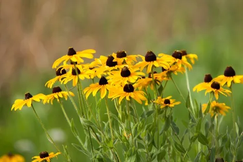Black Eyed Susan (Rudbeckia hirta) (Seeds)