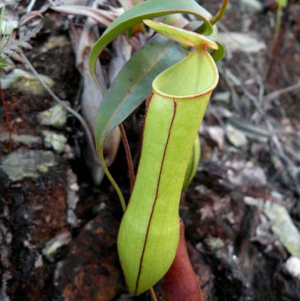 Nepenthes gracilis