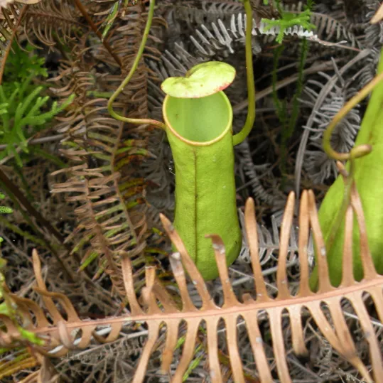 Nepenthes gracilis