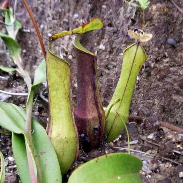 Nepenthes gracilis