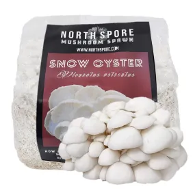 Organic Snow Oyster Mushroom Grain Spawn