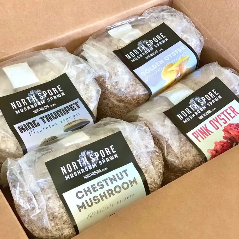 Organic Snow Oyster Mushroom Grain Spawn