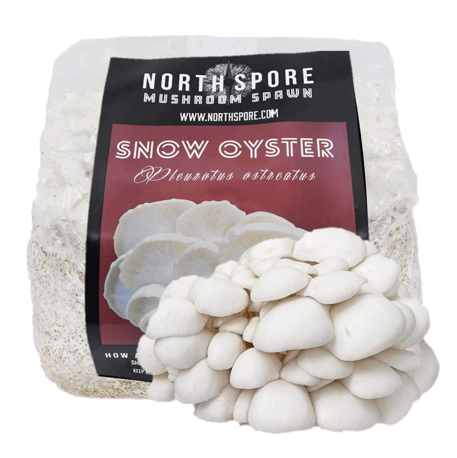 Organic Snow Oyster Mushroom Grain Spawn