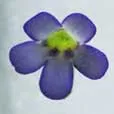 True Blue Agnata Butterwort